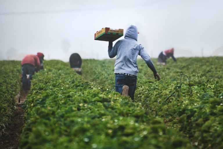 découvrez le rôle et les missions d’un farmer, ce professionnel essentiel de l’agriculture moderne. apprenez-en plus sur son quotidien, ses compétences et l’importance de son métier pour nourrir la population.